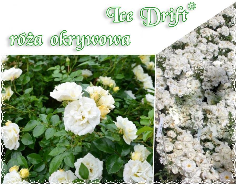 Ice Drift róże okrywowe